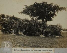 Instituto Butantan 3.  Horto: Especimes de plantas medicinais