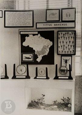 Museu Biológico localizado no edifício Casa do Diretor, Sala de Escorpiões.  Tityus bahienses [Em...