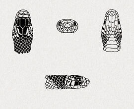 Erythrolamprus sp