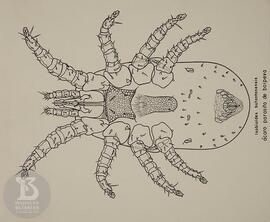 ilustração científica de  ácaro parasita de boipeva