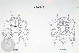 Material didático sobre aranhas. Reprodução de ilustração de aranha dorso e ventre