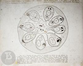 Material didático: Prof. Canter . Reprodução da  ilustração numa página de [livro] " Fig. 24...