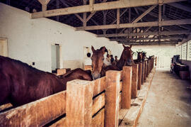 Setor de Imunização da Fazenda São Joaquim, vista de cavalos enfileirados