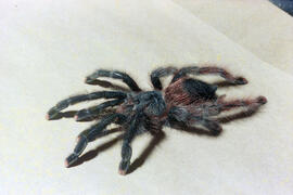 Aranha caranguejeira (Avicularia juruensis)