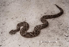 Serpente Bothrops - Cotiara