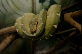 Cobra papagaio - Periquitambóia (Corallus caninus)