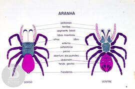 Material didático sobre aranhas. Reprodução de ilustração de aranha dorso e ventre, com legendas ...