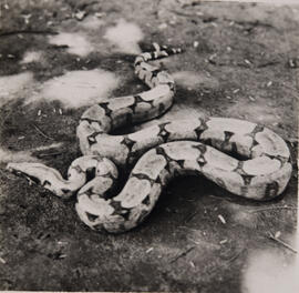 Jiboia (Constrictor)