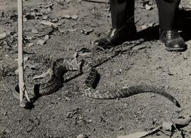 Manejo de cascavel (Crotalus durissus) "Forquilha"