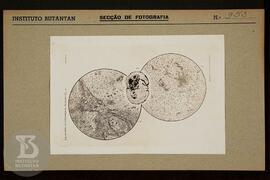 Reprodução de página de livro "The Jornal of experimental medicine vol. 55". Ficha da S...