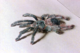 Aranha caranguejeira (Avicularia juruensis)