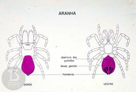 Material didático sobre aranhas. Reprodução de ilustração de aranha aspecto dorsal e ventral, det...