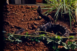 Serpente peçonhenta do gênero Bothrops em espreita, evidenciando dorso em cenário produzido para ...