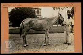 Fotografia de cavalo nº 482 de imunização diphtherica segurado por funcionário. Ficha da Seção de...