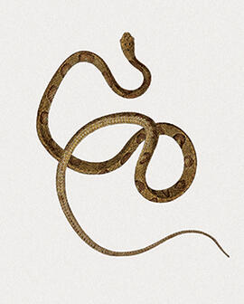 Dipsas indica - Dipsas bucephala