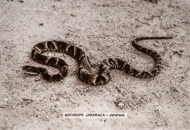 Serpente Bothrops Jararaca - Jararaca