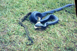 Mussurana ou cobra preta (Clelia clelia), serpente não peçonhenta se alimentando de Bothrops jara...