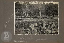 Horticultura: vista parcial de  horta terraceada
