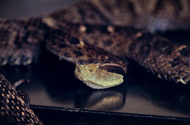 Bothrops jararacussu (jararacussu), serpente peçonhenta em cenário produzido para foto, evidencia...