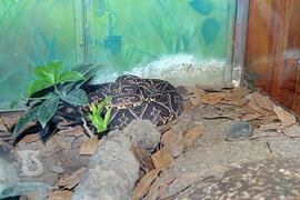 Comemoração entre funcionários do Museu Biológico. Detalhe de [Bothrops Cotiara, serpente peçonhe...