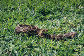 Crotalus durissus (cascavel), serpente peçonhenta espreitando na grama