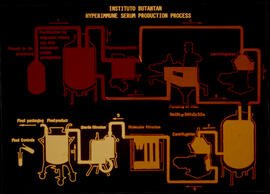 Gráfico de processo de produção de Soros Hiperimunes, a partir de 1986