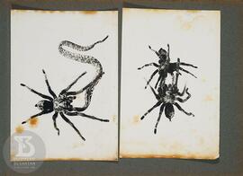 Instituto Butantan 01. Fotografia da direita: Aranhas Theraphosidae de alimenando de filhote de s...
