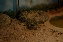 Cascavel (Crotalus durissus terrificus)