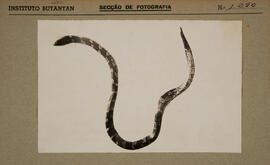 Cobra. Imagem colada na ficha da seção de fotografia nº 1290, solicitação da seção de zoologia mé...