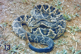 Crotalus durissus terrificus (cascavel) serpente peçonhenta com guizo completo