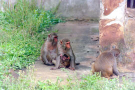 Viveiro de macacos Rhesus