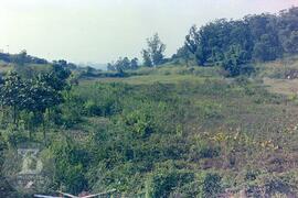 Construção do Parque de Saúde Pública do Instituto Butantan. [Vista de vegetação próxima à área d...