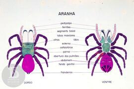 Material didático sobre aranhas. Reprodução de ilustração de aranha dorso e ventre, com legendas ...