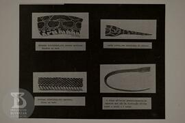 Material didático sobre serpentes e escorpiões.  Tipos de caudas e escamas de serpentes