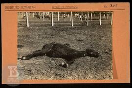 Fotografia de cavalo nº 28 morto. Ficha da Seção de fotografia nº325, solicitado pela Diretoria (...