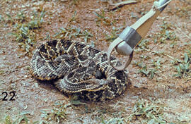 Crotalus durissus (cascavel), serpente peçonhenta, próxima a um laço de Lutz para contenção de se...