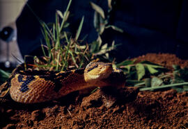 Lachesis muta (surucucu pico de jaca) serpente peçonhenta