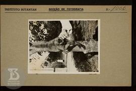 Detalhe de macaco mono ainda jovem. Ficha da Seção de fotografia nº 1006, solicitado pela Seção d...