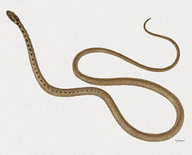 Liophis sp -Taeniophallus occipitalis