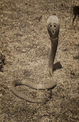 Naja, serpente peçonhenta da família Elapidae