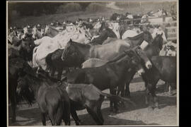 Rebanho de cavalos e burros nas fazendas, [destinados a imunização e sangria]