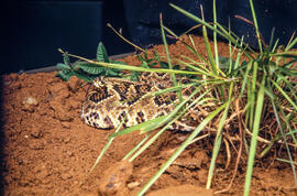 Crotalus durissus (cascavel), serpente peçonhenta em repouso, em cenário produzido para foto