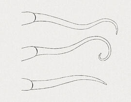 Caudas - Caudas de serpentes