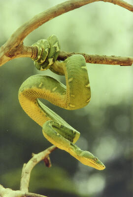 Cobra papagaio (Corallus caninus)