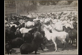 Rebanho de cavalos e burros nas fazendas, [destinados a imunização e sangria]