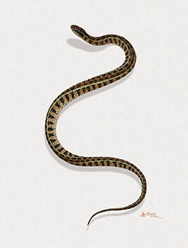 Liophis anomalus - Lygophis anomalus
