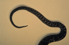 Detalhe morfológico de cauda de serpente peçonhenta em fundo branco