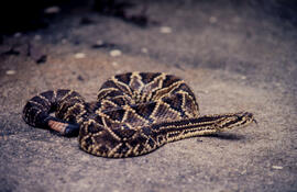 Crotalus durissus (cascavel), serpente peçonhenta