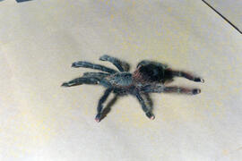 Aranha caranguejeira (Avicularia juruensis)