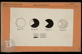 reprodução de gráfico. Ficha da Seção de fotografia nº 247, solicitado pelo Dr. Souto. Frente